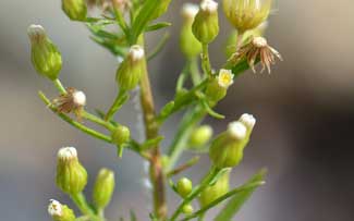 Conyza canadensis, Canadian Horseweed, Southwest Desert Flora Conyza canadensis, Canadian Horseweed, Southwest Desert Flora